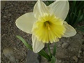 narcisi